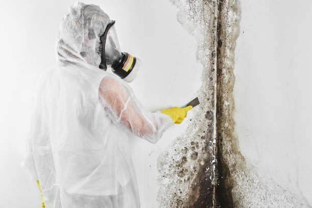 Best Mold Testing  in Nixon, PA
