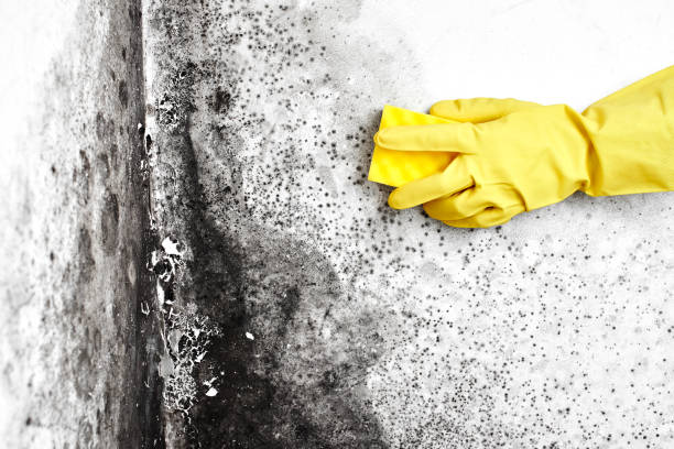 Best Crawl Space Mold Removal  in Nixon, PA