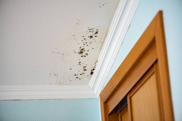 Best Mold Cleaning Services  in Nixon, PA