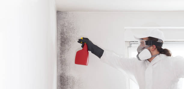 Best Black Mold Removal  in Nixon, PA