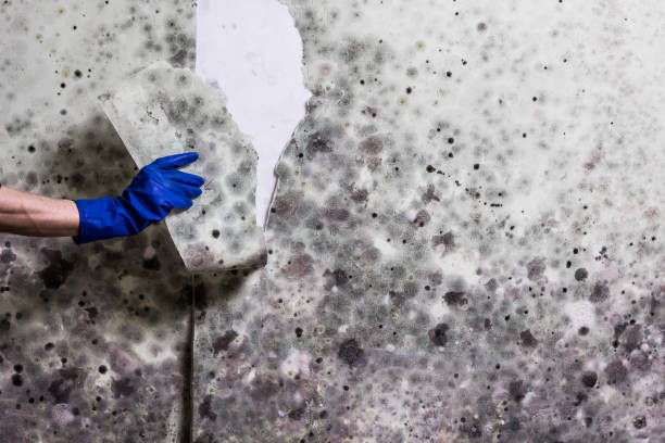 Nixon, PA Mold Removal Company