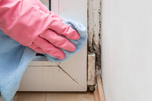 Best Same-Day Mold Removal  in Nixon, PA