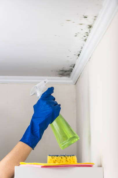Best Residential Mold Removal  in Nixon, PA