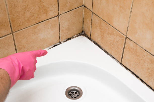 Best Mold Remediation  in Nixon, PA